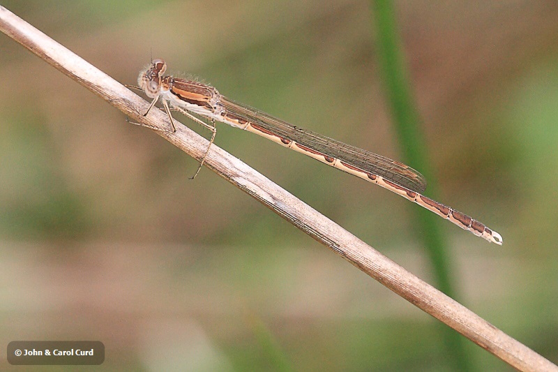 IMG_2668 Sympecma fusca male.JPG